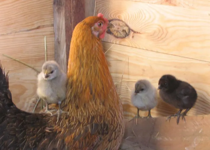 4 Collines Oda ve Kahvaltı