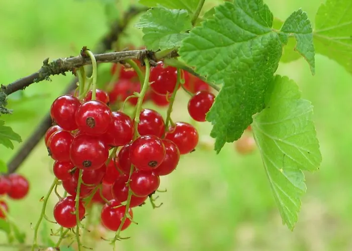 Oda ve Kahvaltı 4 Collines Hagnicourt